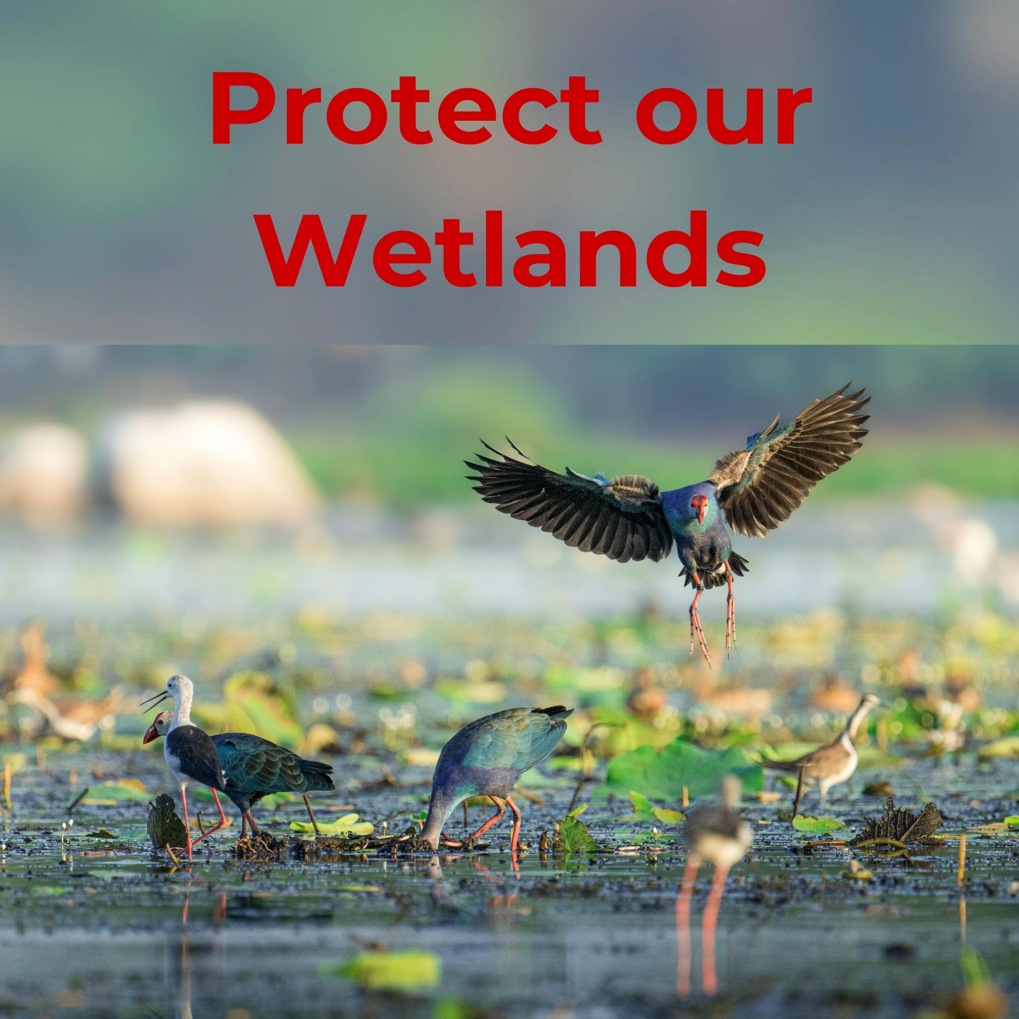 wetlands